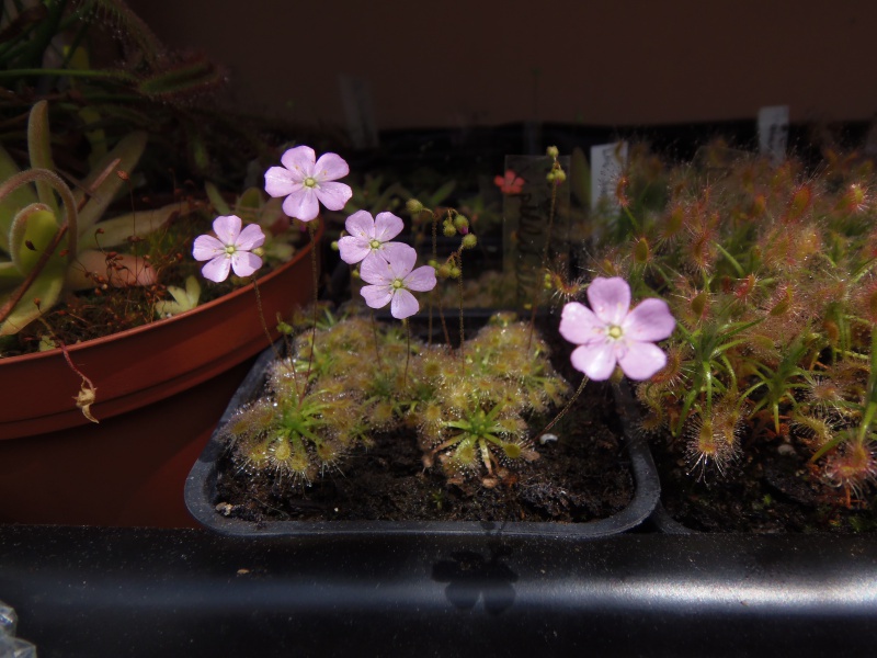 Drosera pygmées. 910820photoforum2660