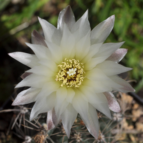 GYMNOCALYCIUM !!! - Page 4 912117gibbosum120605004