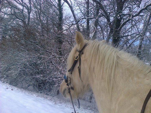 CONCOURS PHOTO n°2 : les chevaux dans le froid ! 912376baladeacote