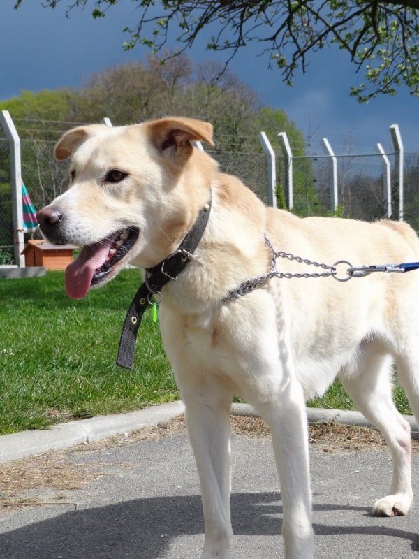 MARRON - x labrador 13 ans (10 ans de refuge)  SHPA à Le Havre (76) 9124395786963997573200576241000007007826571289999500529640n