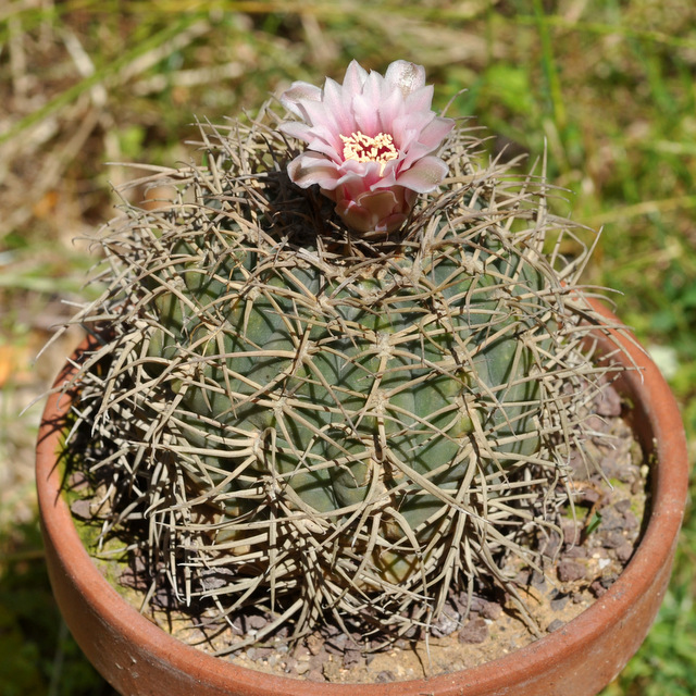 GYMNOCALYCIUM !!! - Page 5 913390cardenasianium120717002