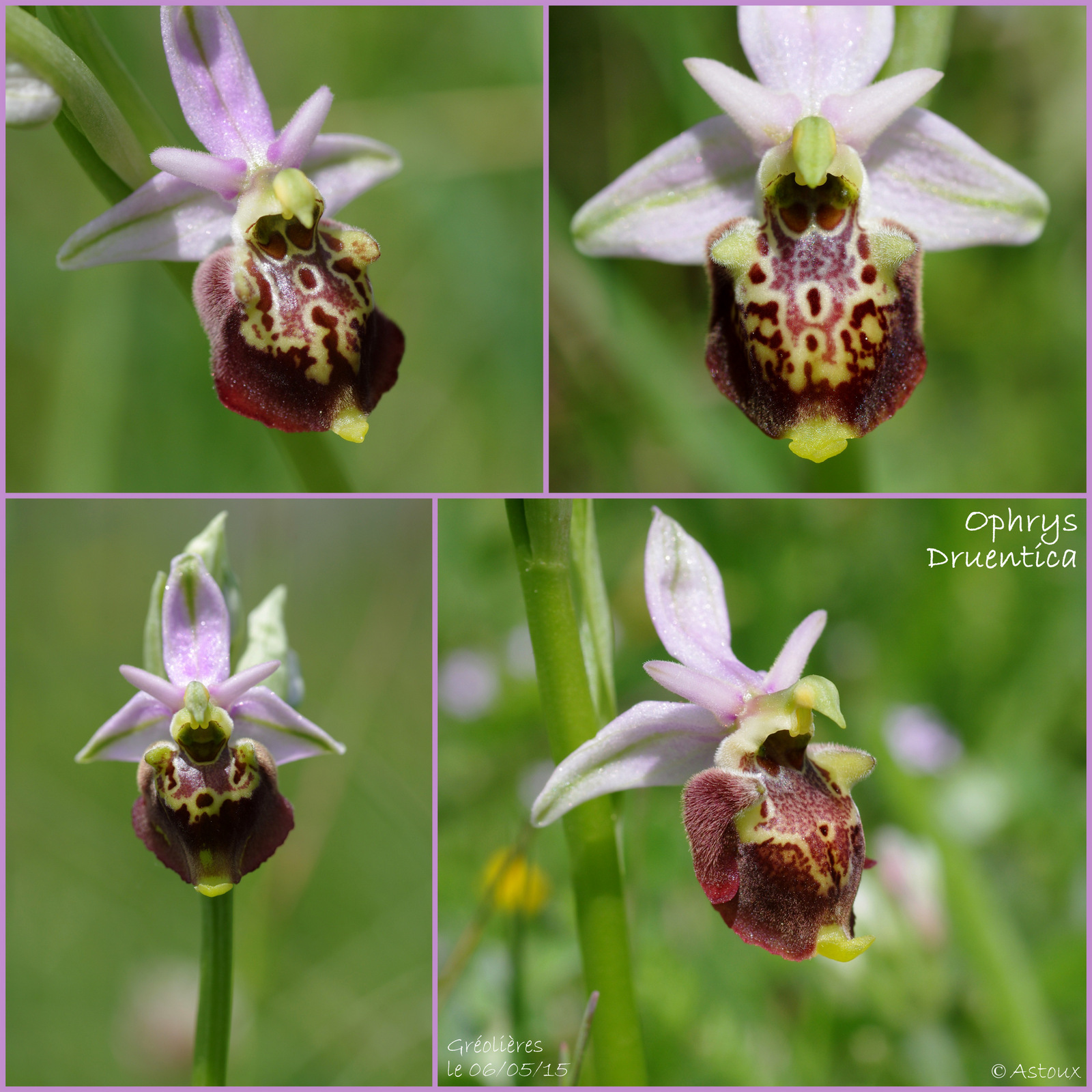 Ophrys druentica (Ophrys de la Durance) 914091SortieOrchides0605151