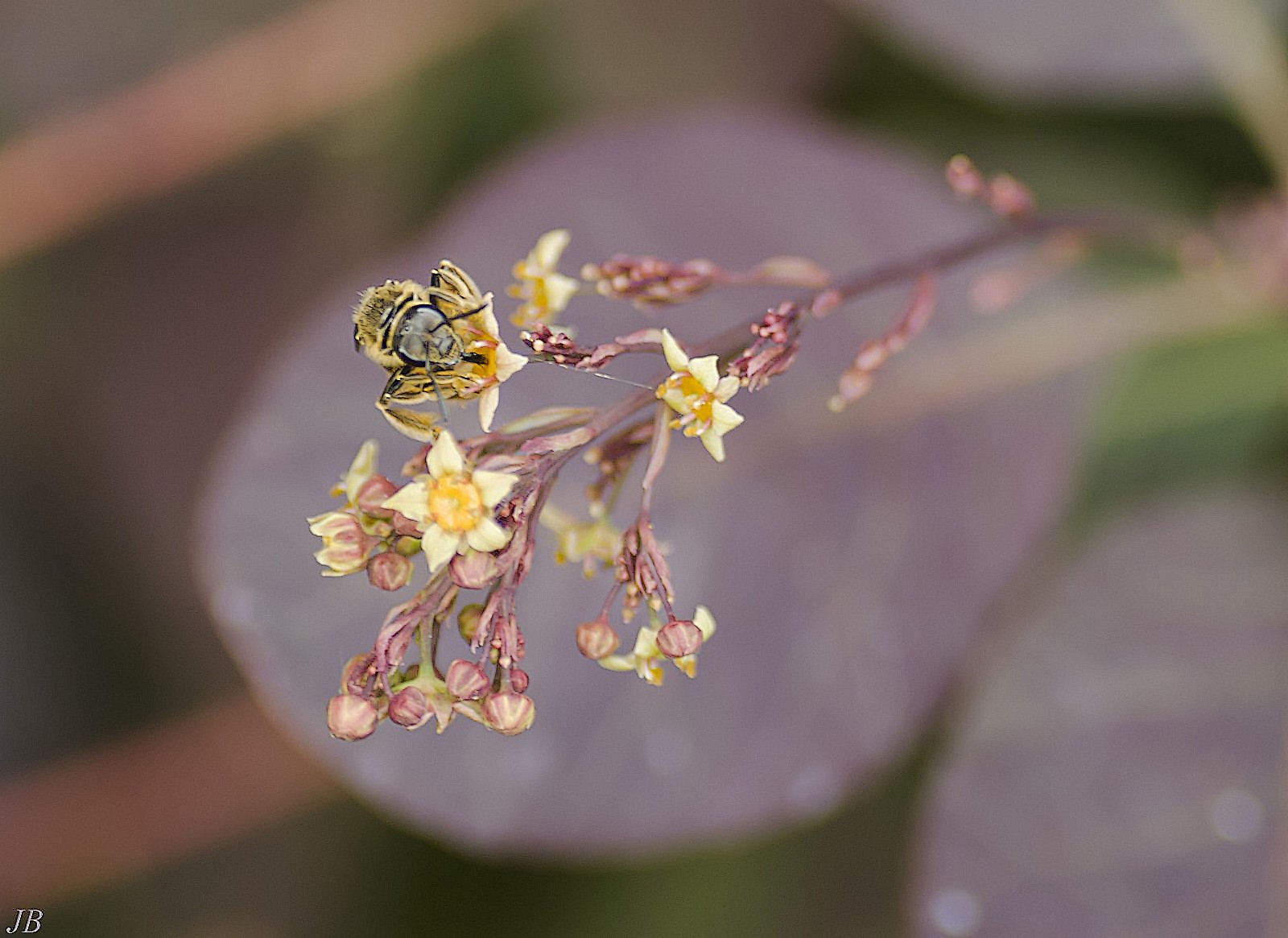 les insectes en PACA ( camaroney )  (Mise a jour du 26.05.2021) - Page 8 914356DSC002771600