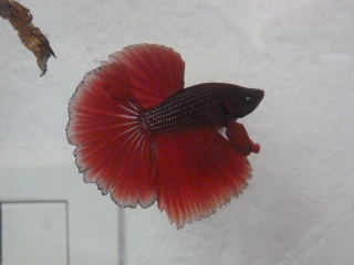 nouveau betta, forme et couleur ?  915523P1030363