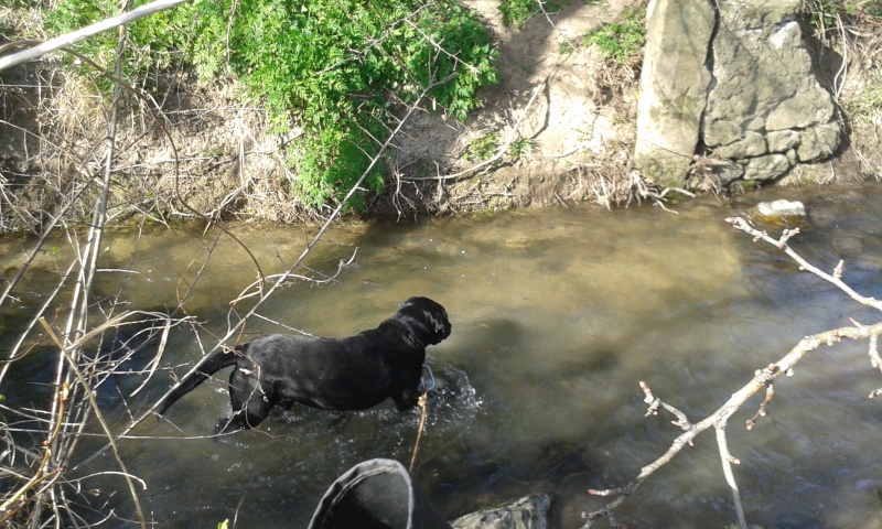 SAM (mâle croisé labrador identifié) réservé 91552720140318152335