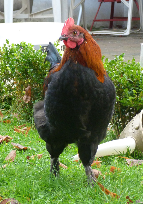 Coq Marans NCC que je garde cette année 915872P1150960