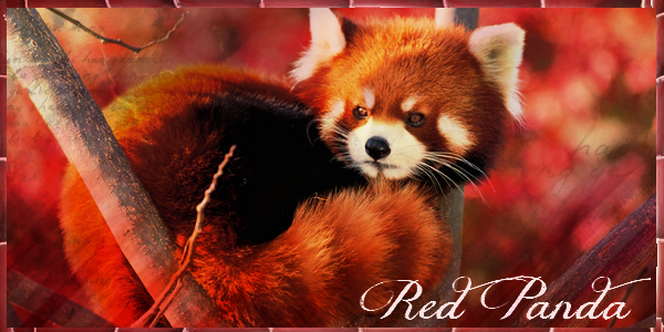 [VOTES] Battle : Izusa - Yriala - (chiaramasidu84) - Angel 916523BattleRedPanda