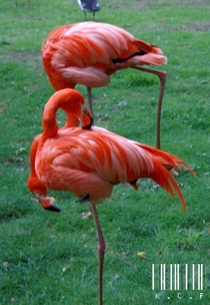 Ménagerie Du Jardin Des Plantes - Paris  916552IMG9721