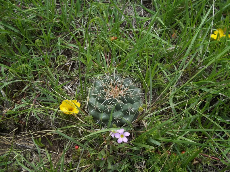 Coryphantha growing 1km from my house 9170811002702