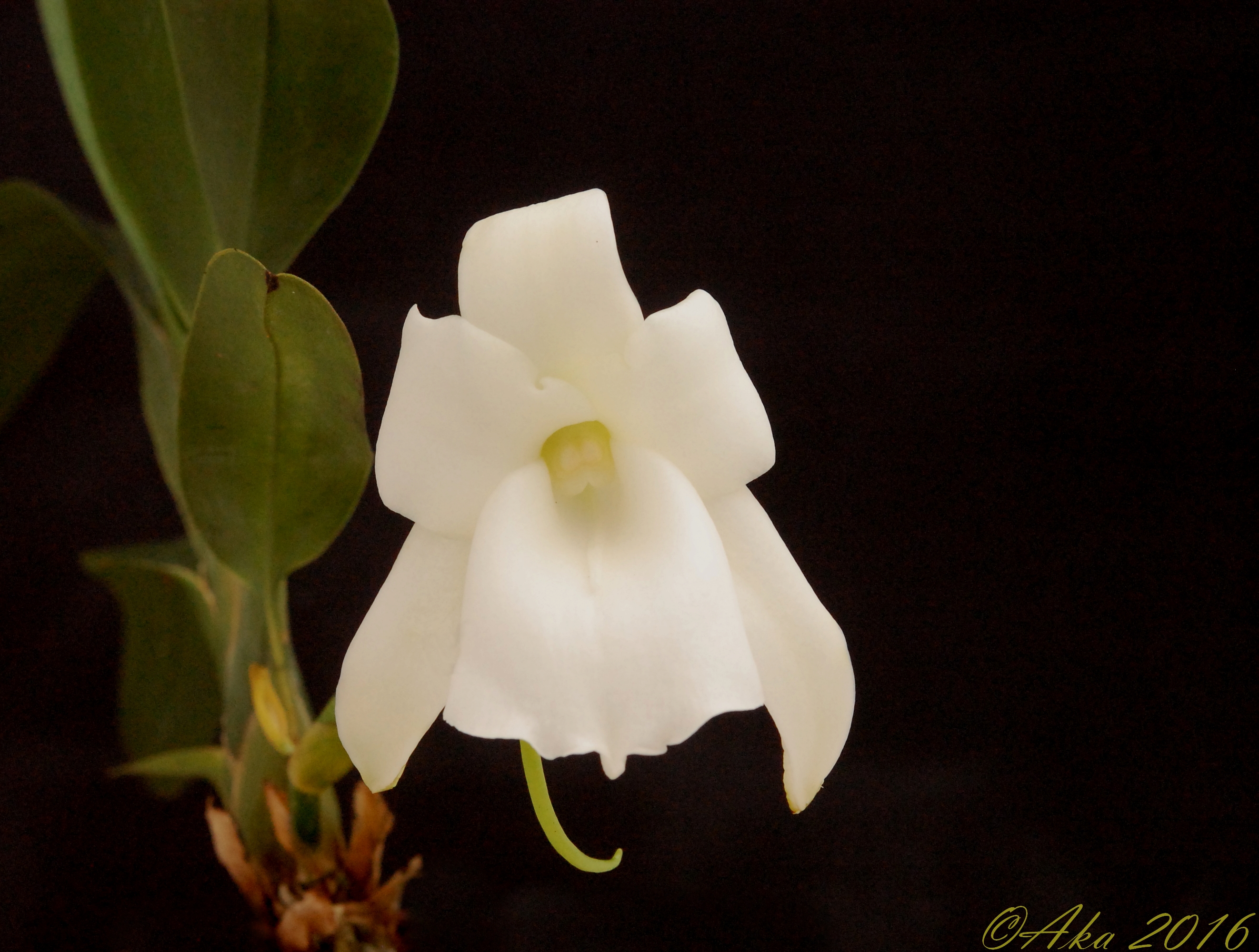 Angraecum magdalenae 917282juillet1