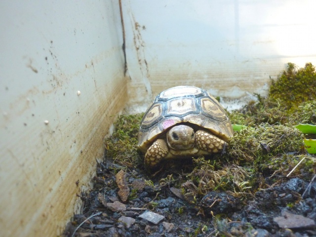 Tortipouss, ma petite Pardalis Babcocki 917820StigmochelysPardalisBabcocki9JUILLET2012005