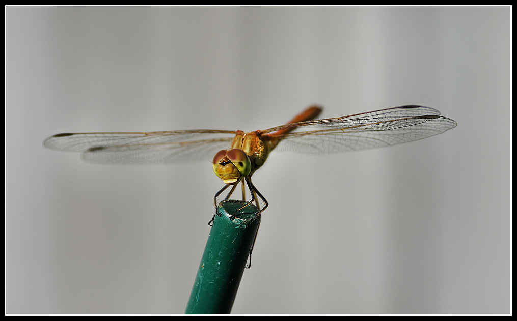 Macros/  proxi/  insectes  - Page 40 918787IMGP2002