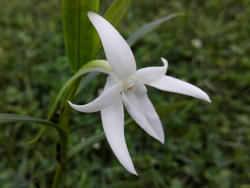 Angraecum mauritianum 919262IMG2015090418515701