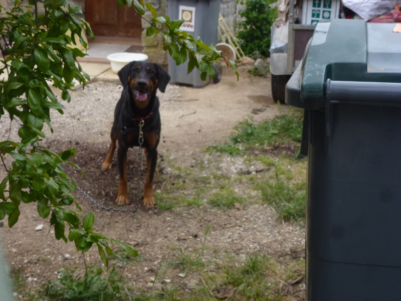 JB, mâle croisé beauceron né en 2011 919495JB10