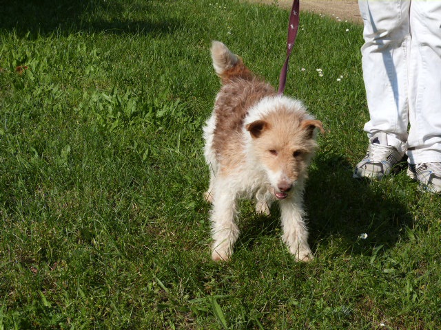 VOYOU Fox Terrier 10 ans - Spa de Poitiers (86) 919981119rVoyou2