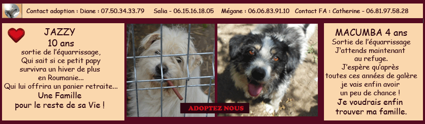 CROQU* - PARRAINAGE CROQUETTES POUR LES CHIENS DU REFUGE DE LENUTA - Page 12 920808jazzyetmacumba3