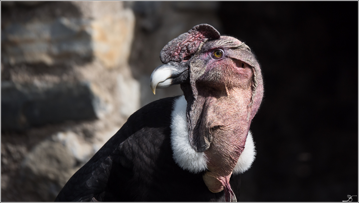 Donjon des aigles: apres le spectacle 921103LR6P4210114DNG