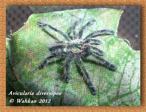 Avicularia diversipes 921150Aviculariadiversipes