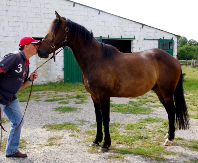 [PLACE] SAPRISTI TF Hongre 9 ans Mon joli poney......... 921681sapristie6