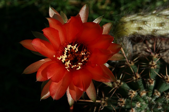 S'il fallait choisir une seul floraison parmis mes cactus 922590IMG5116