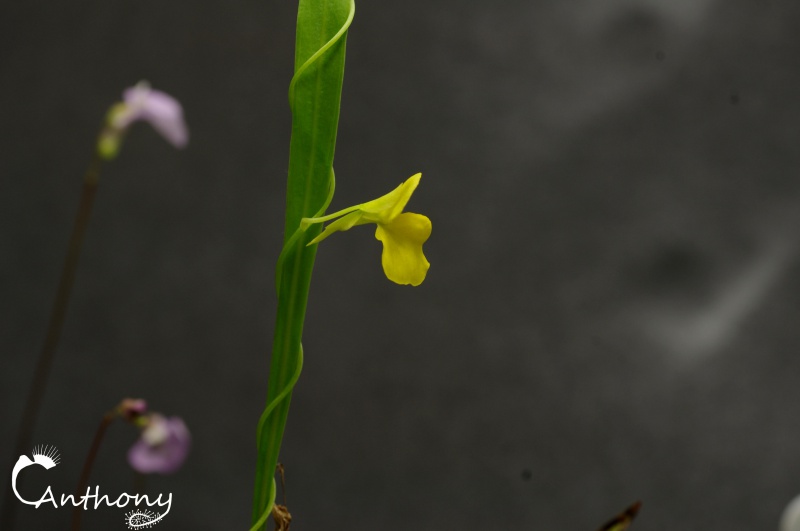 Utricularia involvens 923288IMGP6296