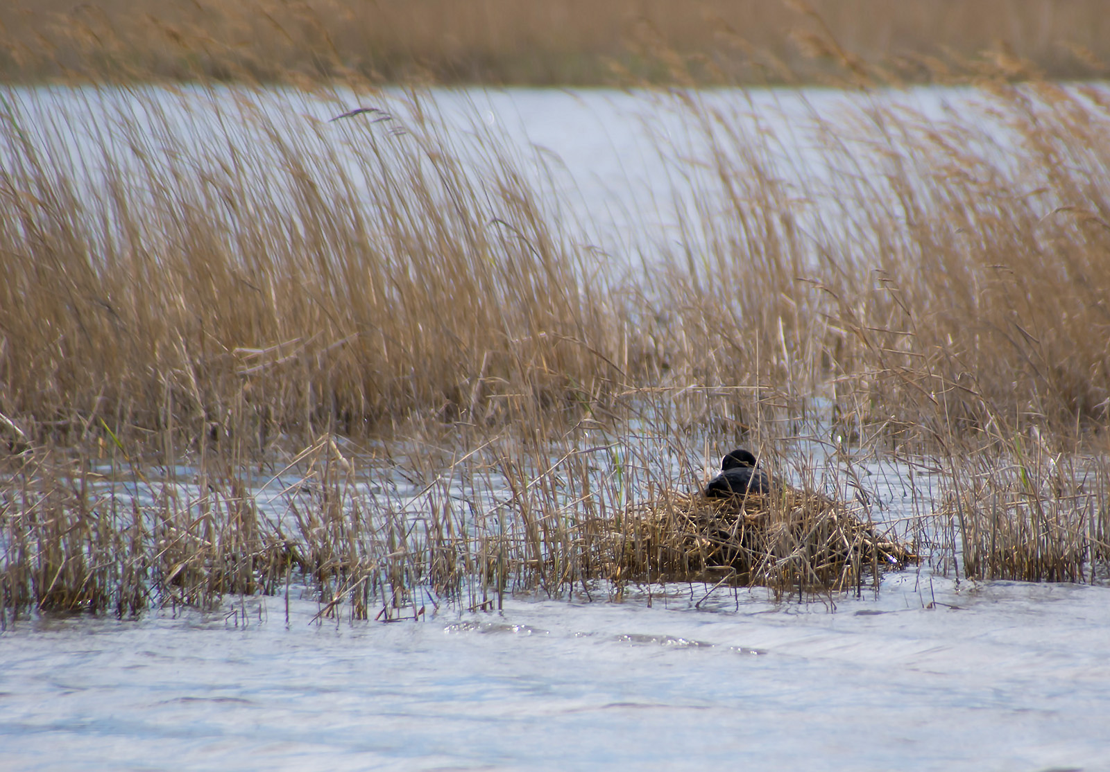 Parc ornithologique du pont de Gau  - Page 3 923532DSC094571600