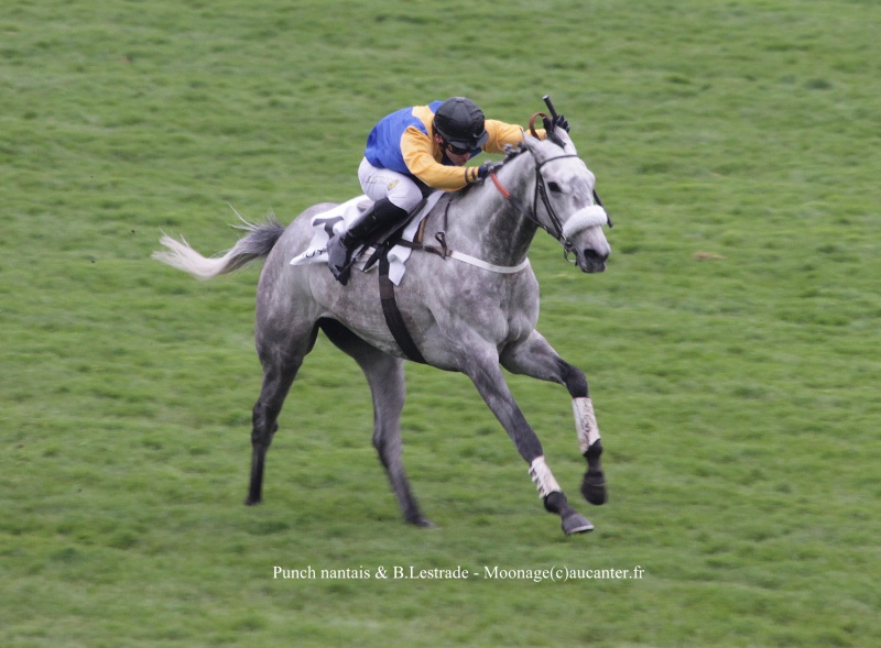 Prix Fleuret 2016 (St., Gr.III, Auteuil) 2-04 : Punch nantais 924193IMG9650