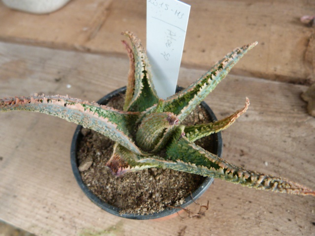 Aloe sp. x7  [identifications non terminées] 924284P1110625