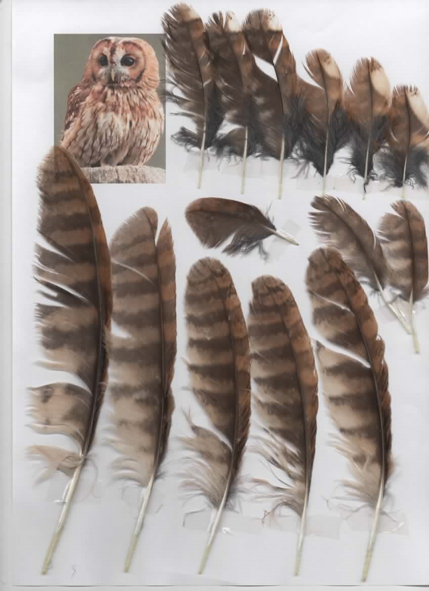 Chouette hulotte (Strix aluco) — free download