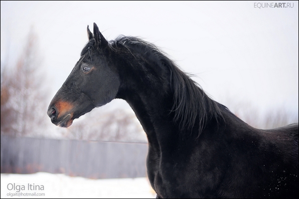 Apprentissage du galop. A NOTER 924842ff923fef