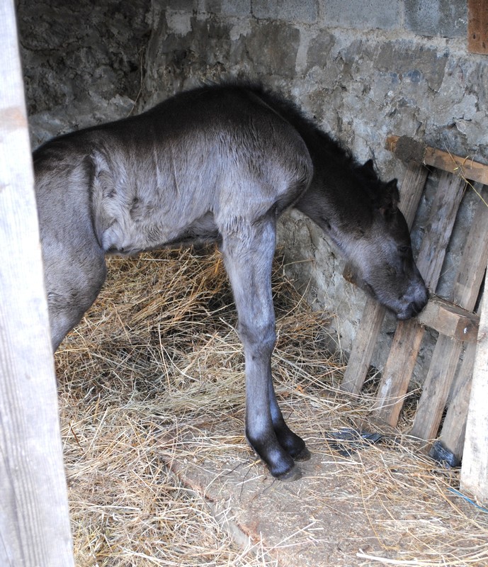 Kalizaza arrivée en Isere - Page 4 92502516