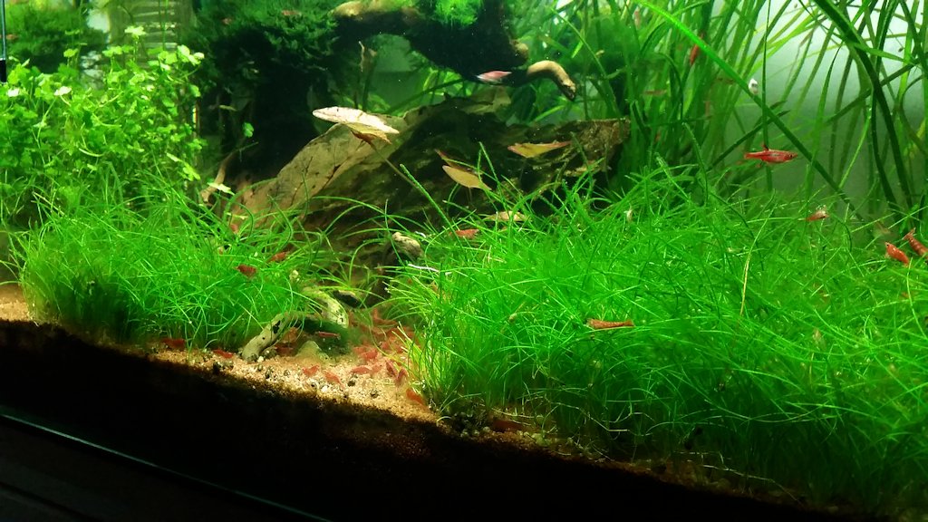 Mon Scaper's Tank 50L Aquascaping - Page 9 92512920140929201343