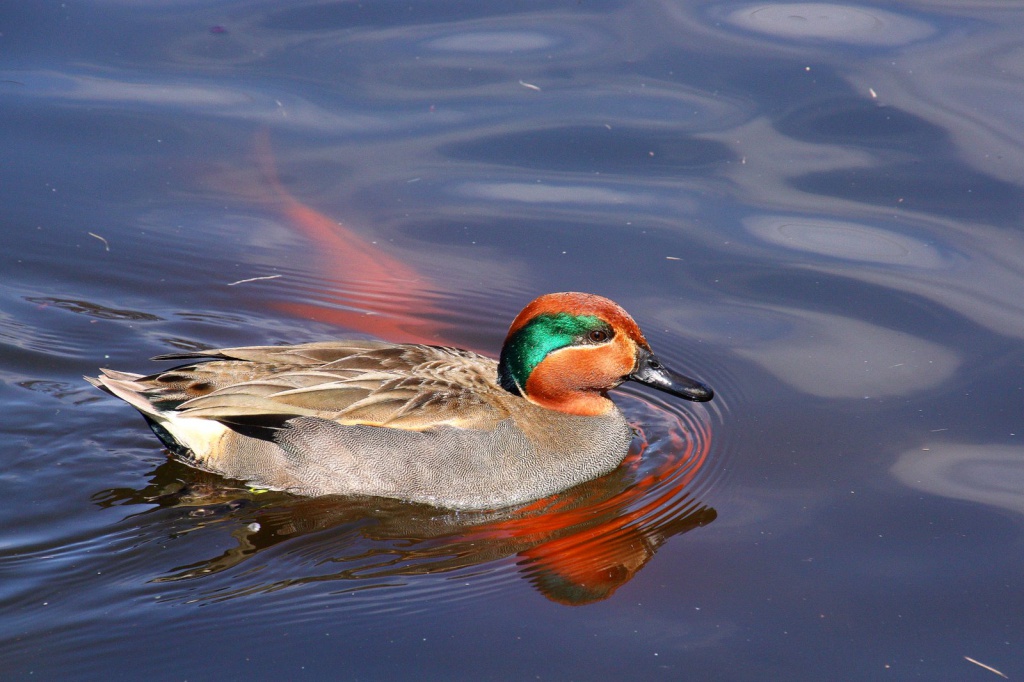 Les canards du Parc de la Chêneraie à Gujan Mestras 9261821IMG0800001