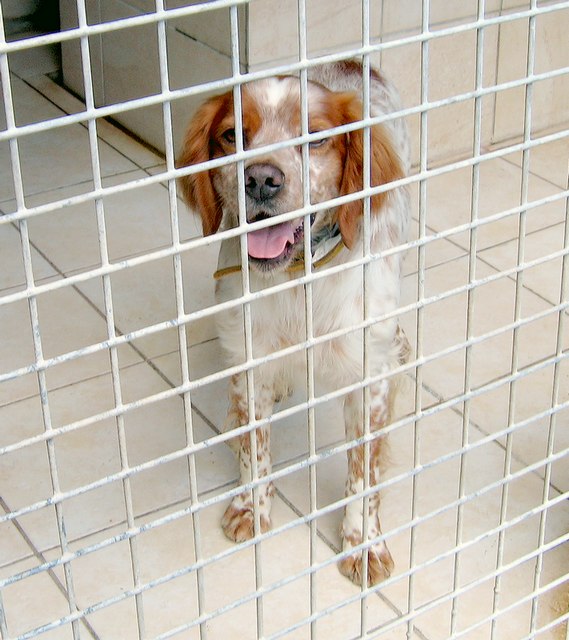 Urgent - BERLIOZ - epagneul breton 6 ans - Refuge Aunay/Odon (14) 926467IMG1726