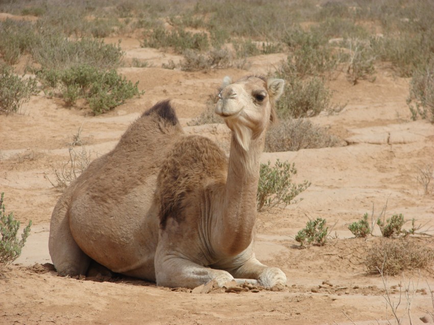 Le Grand Sud du Maroc - II 926930041