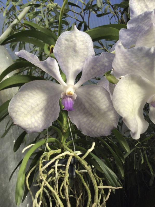 Vanda coerulea f. rogersii 928390IMG0089