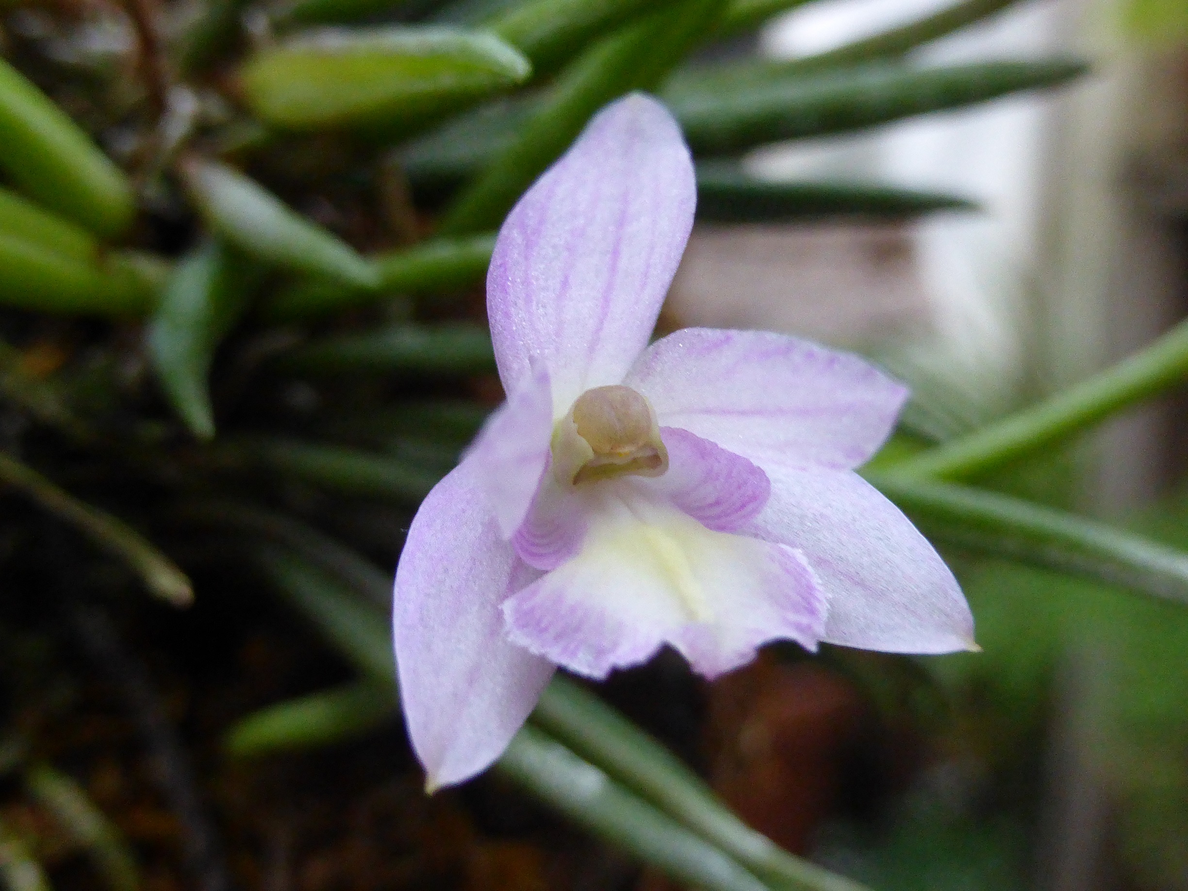 Leptotes pauloensis ( ex tenuis ) 930374P1060970