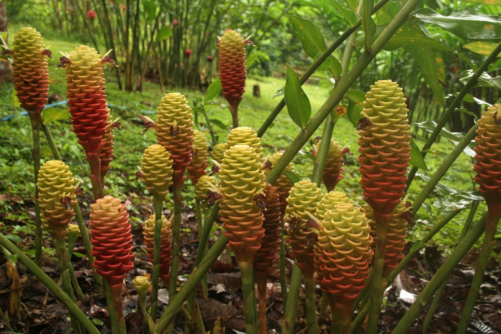 L'Indonésie! Enfin presque : Bali un paradis sur terre! 932377GingembreZingiberspectabile