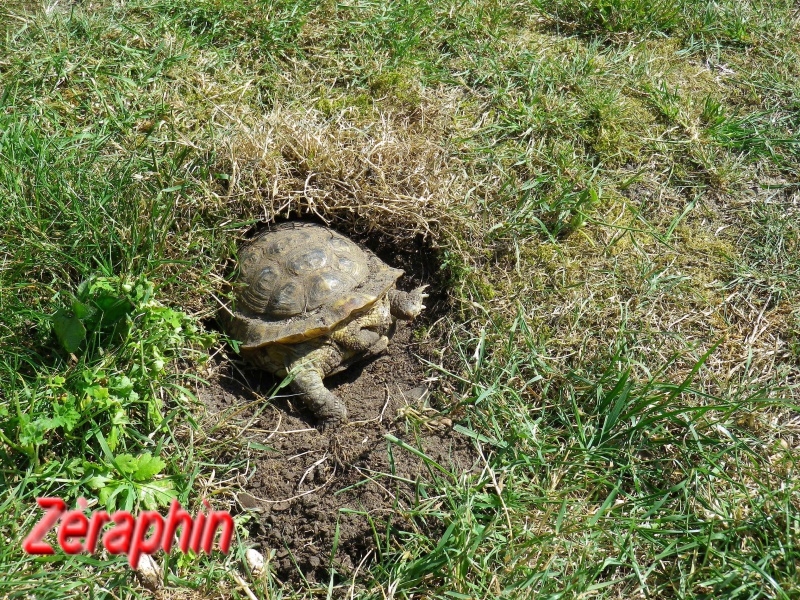 Eh oui, les Ah ça creuse ... 93266131juillet201108