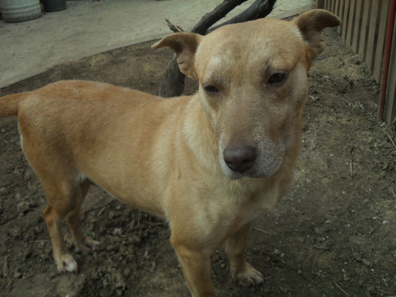 Tina, chienne sauvée de la rue, née en avril 2010  933105Tina13mars2015