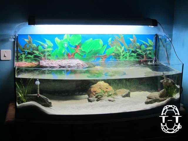 1er regroupement des photos de vos aquariums 93328601lola74GraptemyspseudogeographicakohniiChrysemyspictabelli