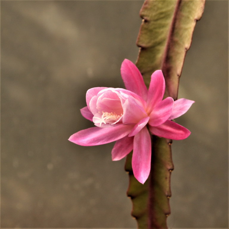 Epiphyllum 933528Epiphyllum