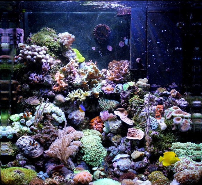 Les plus beau aquariums du forum 936643IMG4616