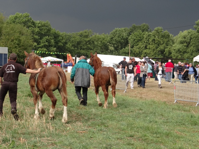 foire aux poulains  937724DSC00931