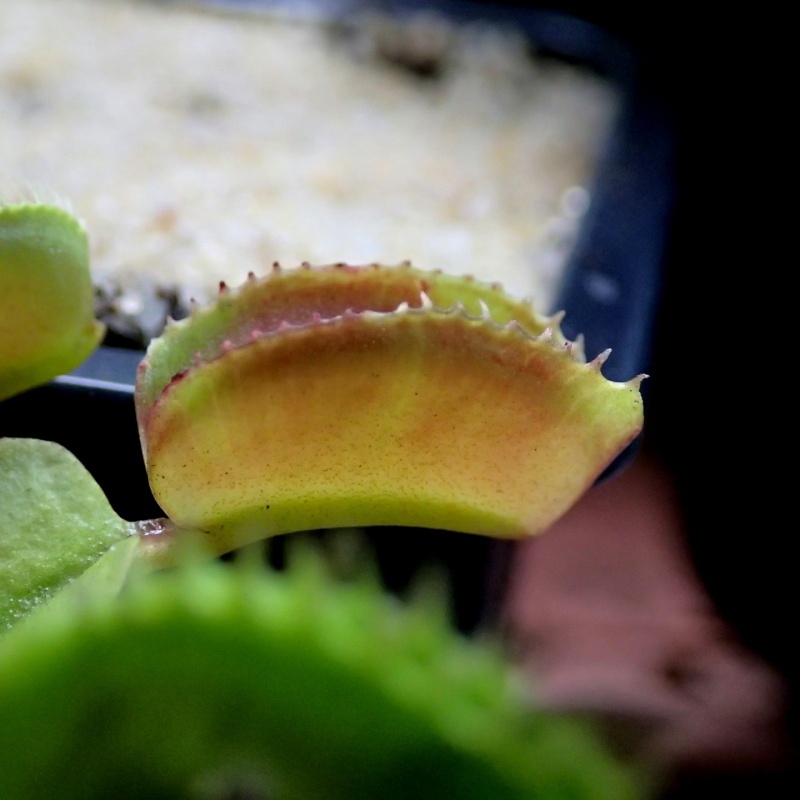 nouvelle dionaea ?? 938712P9190744