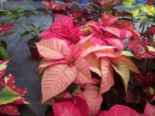 Le  Poinsettia  93901820150221102344