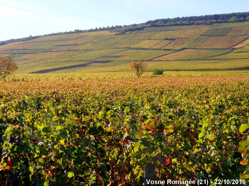 La Côte de Nuits prend ses couleurs d'automne 940380Vosneclos