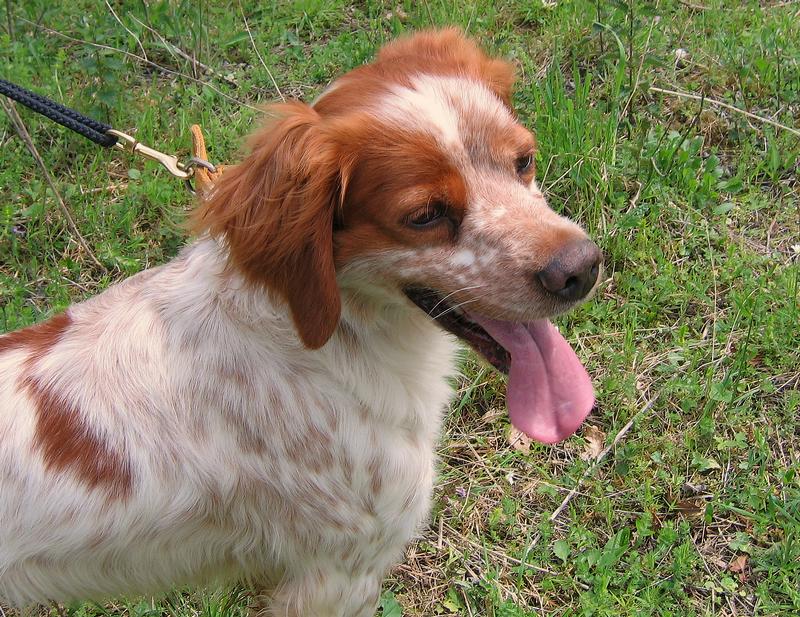 Urgent - BERLIOZ - epagneul breton 6 ans - Refuge Aunay/Odon (14) 940568IMG1495