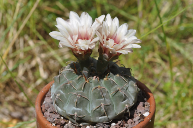 GYMNOCALYCIUM !!! - Page 5 940879vatteri120709001