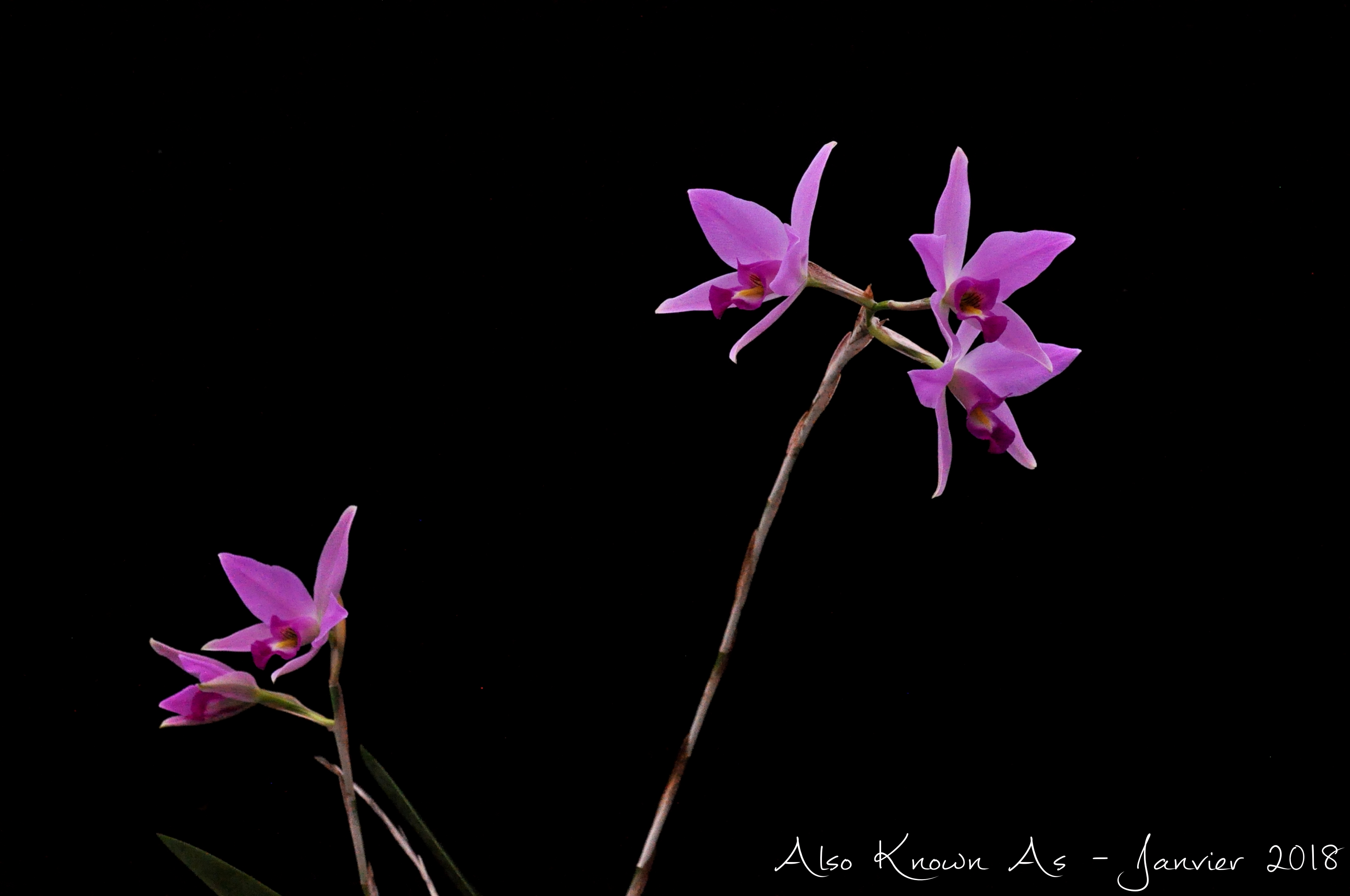 Laelia anceps 'Bigge' x 'Oscura' 940932anceps1